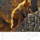 Kalenderseite zeigt Braunbären in Kantabrien, Spanien. Daten für 20. bis 26. September, 38. Woche, Herbstanfang.