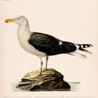 Oben steht "Mantelmöwe (Larus Marinus)". Unten ist ein Kalender für September 2027. Illustration einer Möwe auf einem Felsen.