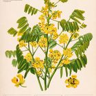 Kalender mit "Gewürzrinde" oben, darunter gelbe Blüten und grüne Blätter. Datum: 20.-26. September 2027.