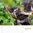 "September 2027, Hoatzine (Opisthocomus hoazin), 38. Woche; zwei exotische Vögel mit auffälligen Federkronen."