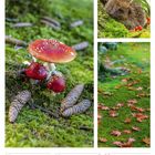 Kalender vom 27. September bis 3. Oktober 2027. Fotos: Fliegenpilze, Igel, bunte Blätter auf Moos.