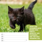 Text: "Wenn eine schwarze Katze deinen Weg kreuzt, bedeutet das folgendes: Das Tier geht irgendwo hin!" Kalenderblatt mit schwarzem Kätzchen auf grünem Rasen.