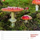 39. Woche, September/Oktober 2027. Ein Fliegenpilz im Moos. Datum: 27.09.-03.10., 03. So: Tag der Deutschen Einheit.