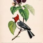 "Roter Kronfink (Coryphospingus cucullatus)", September/Oktober Kalender, Illustration: bunter Vogel auf Ast mit großen Blättern.