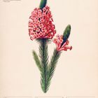 "Heidekraut (Erica vestita)", Illustration einer rosa-pinken Blume mit grünen Blättern, Kalenderdaten: 27. Sep - 3. Okt.