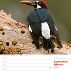 Kalender: 39. Woche, September/Oktober 2027. Ein Eichelhäher mit Eichel im Schnabel auf einem Baumstamm.