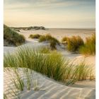 Kalenderwoche 42, Oktober. Dünenlandschaft mit Gras und Sand, sanft beleuchtet, Meer im Hintergrund.