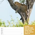 Schade, dass am Ende der Motivation immer noch so viel Woche übrig ist. Ein Leopard schläft entspannt auf einem Baum.