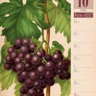 Rechte Seite: "10 Oktober Woche 40 | 2027". Links: Illustration von Weintrauben mit grünen Blättern.