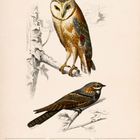 Schleiereule und Ziegenmelker. Kalenderwoche 40, Oktober 2027. Illustration von Vögeln auf Ästen, detailliert gezeichnet.