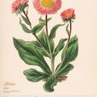 Aster Illustration: Drei rosa Blüten mit gelben Zentren, große grüne Blätter darunter. Kalender: 4. bis 10. Oktober 2027.