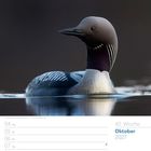 40. Woche Oktober 2027. Ein Prachttaucher im Wasser, elegant mit schwarzem Kopf und gestreiftem Hals auf dunklem Hintergrund.