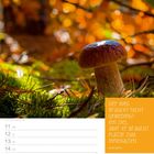 Text: "Der Weg braucht nicht unbedingt ein Ziel, aber er braucht Plätze zum Innehalten. Unbekannt." Kalenderbild mit Pilz.