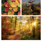 Text: "Oktober, 41. Woche 2027, 11 Mo, 12 Di, 13 Mi, 14 Do, 15 Fr, 16 Sa, 17 So."
Oben: Bunte Herbstblätter, Hirsch im Wald. Unten: Waldweg bei Sonnenlicht.