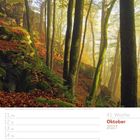 41. Woche, Oktober 2027. Herbstwald mit bemoosten Bäumen und Laub am Boden, in sanftem Licht.