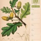 10, Oktober, Woche 41, 2027. Illustration einer Steleiche mit grünen Blättern und Eicheln.