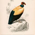 "Königsgeier (Sarcoramphus papa)". Kalender für Oktober 2027. Illustration eines farbenfrohen Vogels auf einem Felsen.