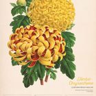 Text: Herbst-Chrysantheme, 41. Woche 2027, Oktober. Illustration einer gelben und roten Chrysantheme mit grünen Blättern.