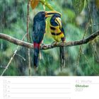 Text: "Oktober 2027, 41. Woche, 17 So." Zwei bunte Vögel auf einem Ast im Regen. Blätter und grüne Unschärfe im Hintergrund.