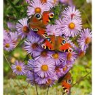 44 NOVEMBER MO 01 DI 02 MI 03 DO 04 FR 05 SA 06 SO 07. Pfauenaugen-Schmetterlinge auf violetten Blumen.