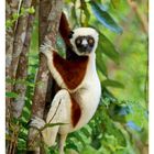 44. Kalenderwoche November. Ein Lemur klammert sich an einen Baum, umgeben von grünen Blättern.