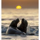 "44 NOVEMBER. Spielende Kegelrobben in der Brandung bei Sonnenuntergang."