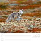 "Polarfuchs. 18 Mo, 19 Di, 20 Mi, 21 Do, 22 Fr, 23 Sa, 24 So, 42. Woche, Oktober."  
Ein Polarfuchs auf bunter Tundra.
