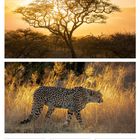 Kalenderseite: 18. bis 24. Oktober 2027. Motiv: Sonnenuntergang hinter afrikanischem Baum, unten Gepard im Gras.