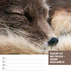 Text: „Schlaf ist nie falsch – außer rückwärts.“ Kalenderwoche 42/2027, Oktober. Ein schlafender Polarluchs.