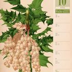 10 Oktober, Woche 42, 2027. Japanische Mahonie. Illustration von grünen Blättern und hellen Beeren rechts.