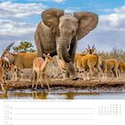 Afrikanischer Elefant, Impalas, Elen-Antilopen an einem Wasserloch. Kalenderwoche 42, Oktober, Tage 18 bis 24.