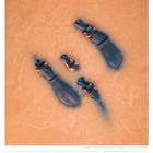 Kalenderseite: 24. Oktober, 42. Woche 2027. Drei Flusspferde schwimmen in trübem, orangenem Wasser.