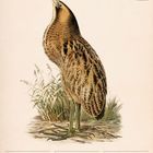 Rohrdommel Abbildung; Kalender für Oktober 2027, Woche 42. Wochentage von 18. bis 24. mit Notizfeldern.