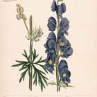 Text: Blauer Eisenhut (Aconitum napellus), 18.–24. Oktober, 42. Woche 2027. Illustration einer Pflanze mit blauen Blüten.