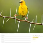 42. Woche, Oktober 2027. Ein gelber Vogel steht auf einem Ast mit langen Dornen vor verschwommenem Hintergrund.