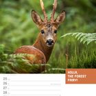 Text: "HOLLA, THE FOREST FAIRY!", "OKTOBER", "KW43/2027". Ein Reh im Wald mit einem Kalender unten.
