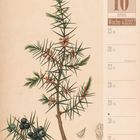 Kalenderseite für den 10. Oktober 2027, Woche 43. Wacholderzweige mit Beeren, botanische Zeichnung.