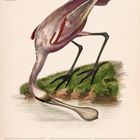 "Rosenlöffler (Platalea ajaja)"; Kalender für Oktober 2027; Illustration eines rosa Vogels mit langem Schnabel am Wasser.