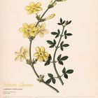 Gelber Text: "Winter-Jasmin". Schwarzer Text: Kalenderwoche 43, 2027, Oktober. Illustration: Gelbe Blumen und grüne Blätter.
