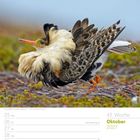 Text: "Oktober 2027", "43. Woche", "Reformationstag / Halloween". Ein Kampfläufer mit buschigem Gefieder steht im Gras.