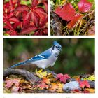 01 Mo Allerheiligen. Kalender mit Herbstblättern und einem Eichelhäher. November 2027 in roter Schrift.