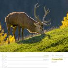 44. Woche, November 2027. Kalenderansicht mit Rothirsch auf Wiese im Sonnenlicht.