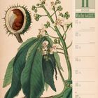 Text: "11 November, Woche 44|2027, Rosskastanie". Illustration einer Kastanienpflanze mit Blättern und Blüten.