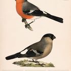 "November", "Gimpel (Pyrrhula pyrrhula)", Wochentage, Feiertagseingaben. Illustration von zwei bunten Vögeln.