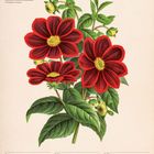 Scharlach-Dahlie, November 2027, Kalenderwoche 44. Illustration mit roten Blüten und grünen Blättern.