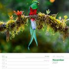 November 2027. Kalenderwoche 44. Bild eines Quetzals auf einem Ast mit buntem Gefieder und grüner Natur im Hintergrund.