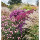 47 NOVEMBER. Bunte Blumen und hohes Ziergras im Garten. Im Hintergrund ein großer, dichter Baum.