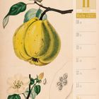 "11 November, Woche 45, 2027. Illustration einer Quitte mit Blättern und Blüte. Detailansicht des Querschnitts."