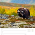Novemberkalender mit Moschusochsen im norwegischen Nationalpark, leuchtende herbstliche Landschaft.