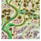 Text: "Flusslandschaft... Abu Al Sayyaf" und "45. Woche 2027, NOVEMBER".  
Luftaufnahme von grünen Flussverzweigungen und Bäumen.